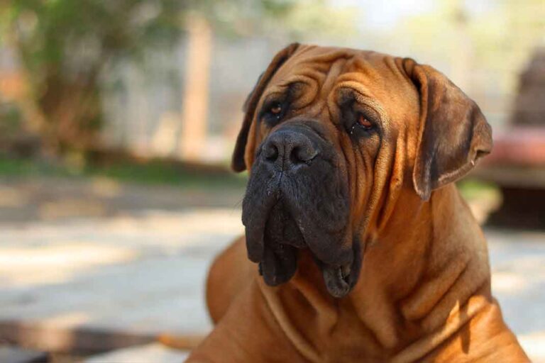 Dr. Wolf: Nadie quiere parecerse a Droopy