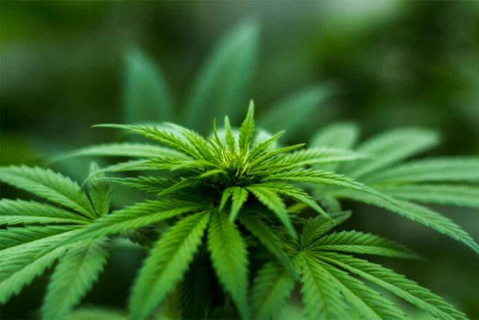 Cada vez existen más países que aprueban el cannabis medicinal. Imagen de Michael Fischer de Pexels https://www.pexels.com/photo/shallow-focus-photography-of-cannabis-plant-606506/