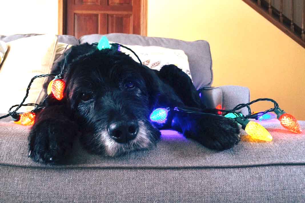 Las extensiones de luces navideñas pueden ser peligrosas para tus mascotas