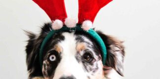 Que tu mascota pase unas fiestas decembrinas muy seguras