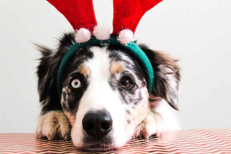 Tips para proteger a tus mascotas de los peligros de la Navidad