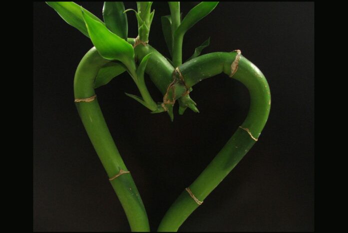 La madurez de los hijos. La madurez de los hijos.