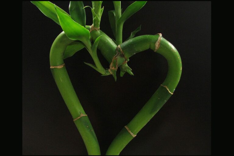 La madurez de los hijos.