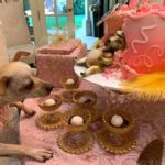 Baguette se acercaba a la mesa porque le llamaba la atención el perro del pastel