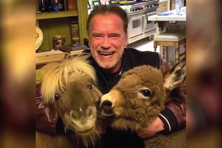 Schwarzenegger pasa cuarentena con su burrita y su pony dentro de su residencia