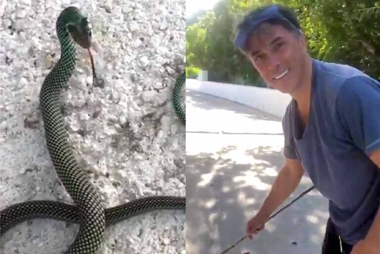 El momento exacto en que Sergio Mayer es mordido por una víbora