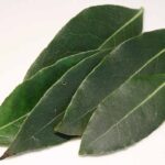 Laurel