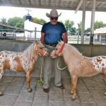 Vicente y sus famosos caballos miniatura que obsequiaba a sus amigos, como Alejandra Guzmán que le dio tres y viven en el jardín de su casa en la Ciudad de México